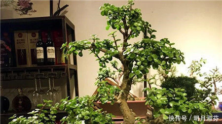 想要养一盆好看的金枝玉叶,教你一招,长成老桩,人人见了都夸美