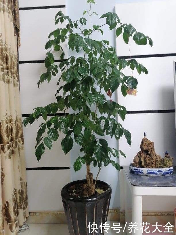 发财树|在家养花不如养棵“树”，绿油油的超好看，还能释放氧气