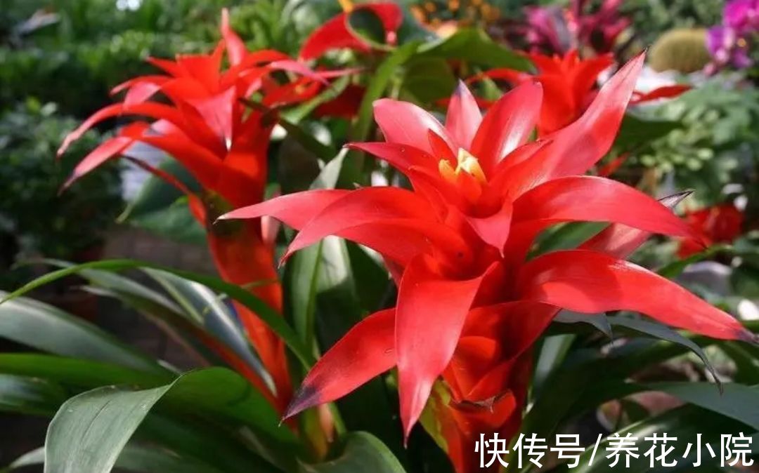 7种漂亮花，家里阳光少也能养，光照太强反而长不好