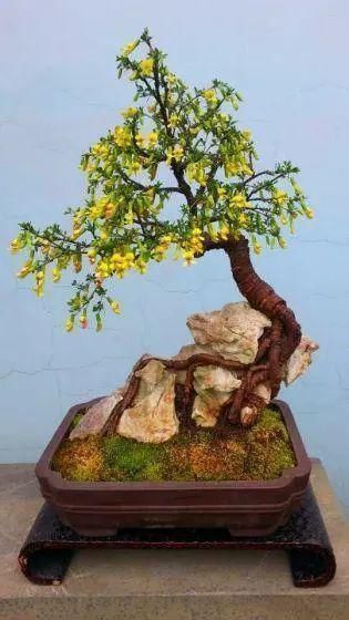 眼睛|山里的1棵老树桩,挖出来种盆里,开花后,眼睛都看直了!