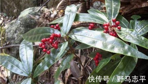 春天里|灌木丛里的小红果,过去摘来当零食,殊不知是珍贵的“黄金万两”