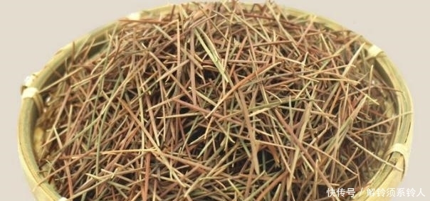 搜集的干松针,养花该怎么处理,如何用?