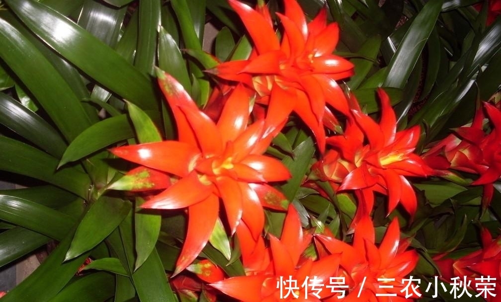 有机肥|鸿运当头只有这么养, 花才能长的鲜艳, 叶片长的宽