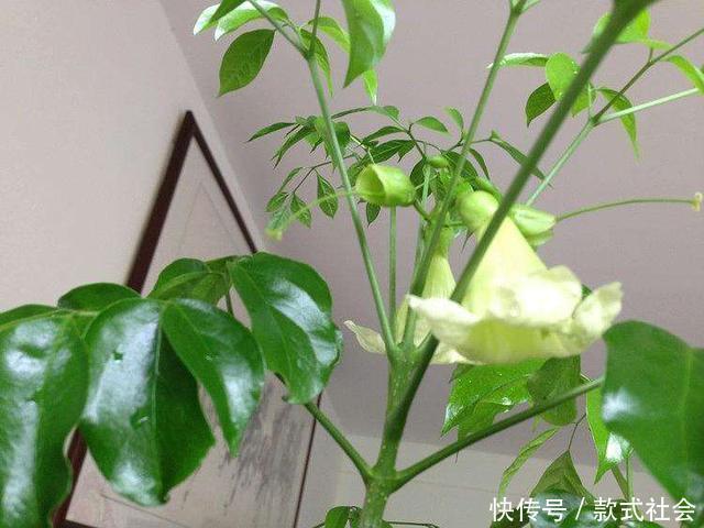 “6种旺财花”,房子小也要养1盆,开花更是好兆头,富贵吉祥