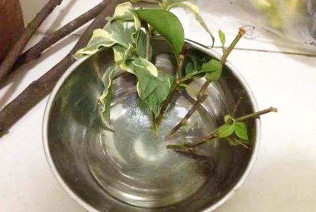 比买|扦插花卉生根剂不用特意买,自己在家就能做,效果不比买的差