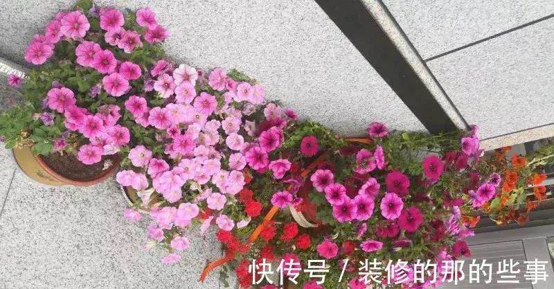 酸碱度|养花全靠1句话，这样养花保证能活