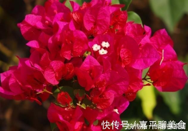 新手养护花卉,就养花开满枝、红彤彤的花卉,比叶子还多!