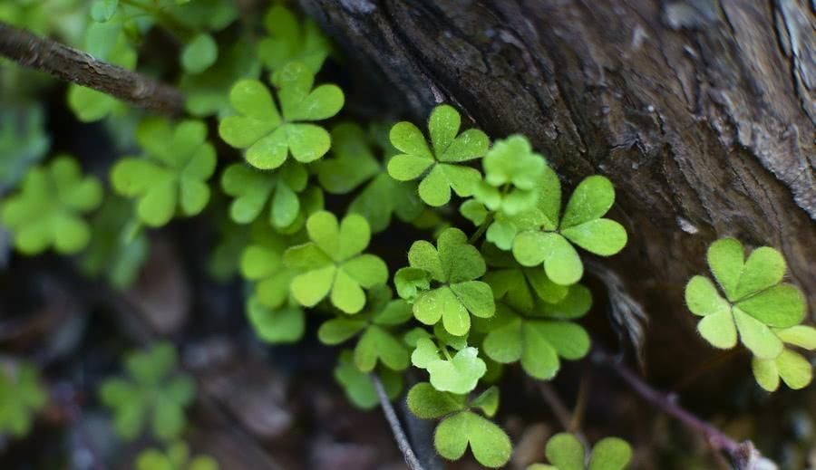 酸浆草|阴道炎的“天敌”终于找到了,拿它泡水喝,炎症不发作,女人必备