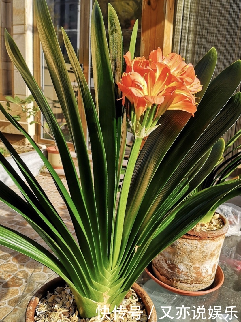 养好君子兰,首先要“戒掉”3个坏习惯,要不烂根、不长、不开花