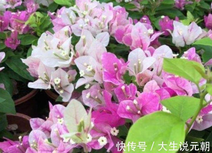 4种旺运花，吉祥添富贵，谁见了都喜欢，第一种已经被迷住了！