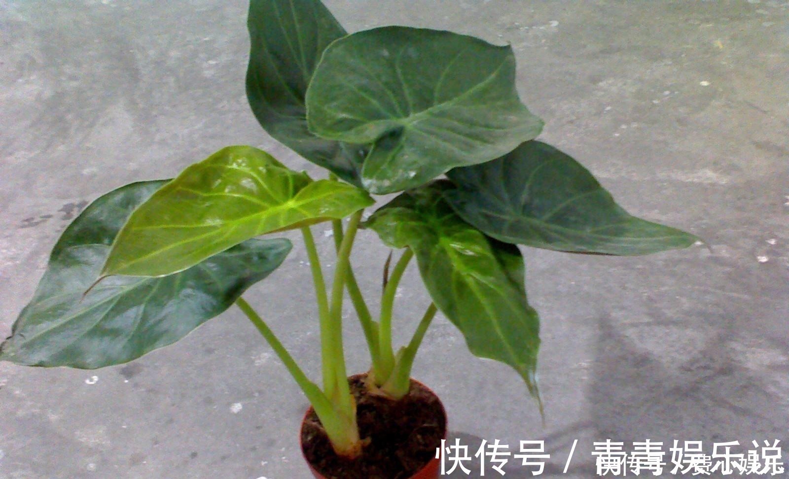 身体健康|家里万万不要养这3种花,难怪身体越住越差,后悔我家现在才听说