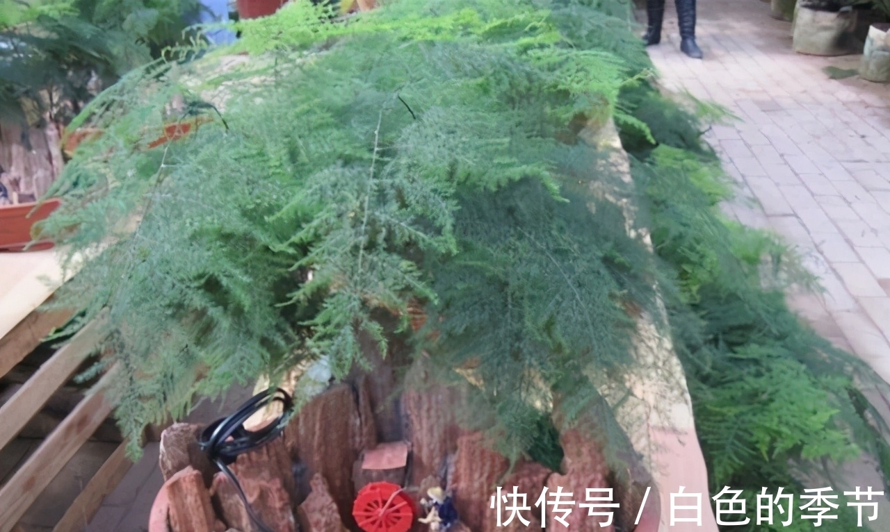 绿萝，文竹长不旺，那就给它来点“糖”，枝条嗖嗖长，叶子绿油油