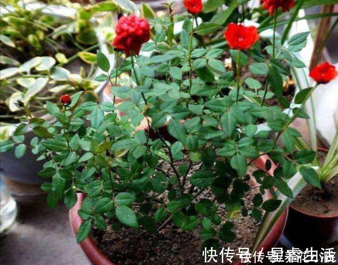 植物|家庭养花有讲究,这三大类花卉,建议别在室内养