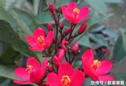 适应能力|不能错过世上开花时间最长的四种花卉，一年四季天天能赏花