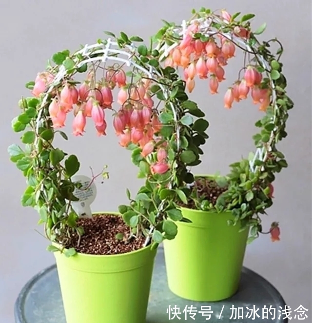 长寿花吊起来养,开出千朵小灯笼,叮叮当当过大年