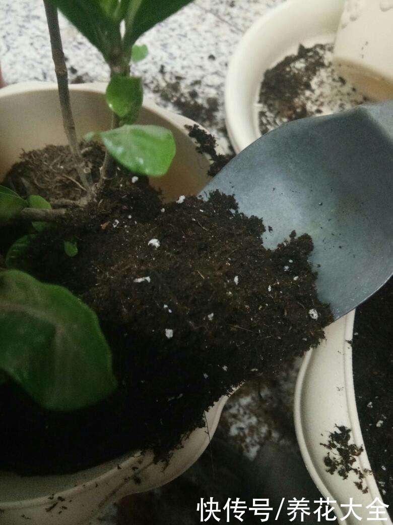 春天给花换盆,掌握换盆技巧,换完呼呼长