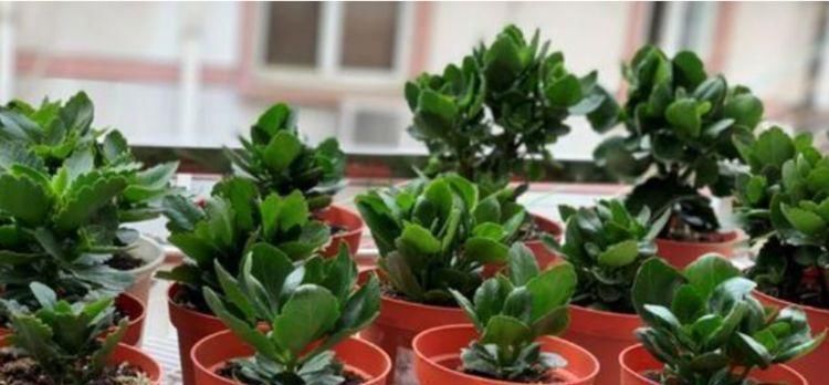 3种花被称为“大美女”,一年四季花开不停,开花量大