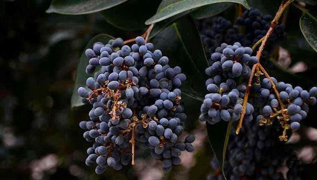 女贞子|此物滋养肝肾、充盛精血,退阴虚之火,生发黑发、明目,平血之压