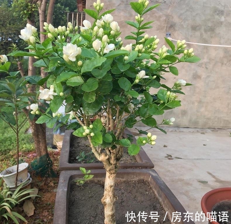 仙人球|5种“漂亮花”，喜欢毒日头，晒晒太阳，直接爆花快