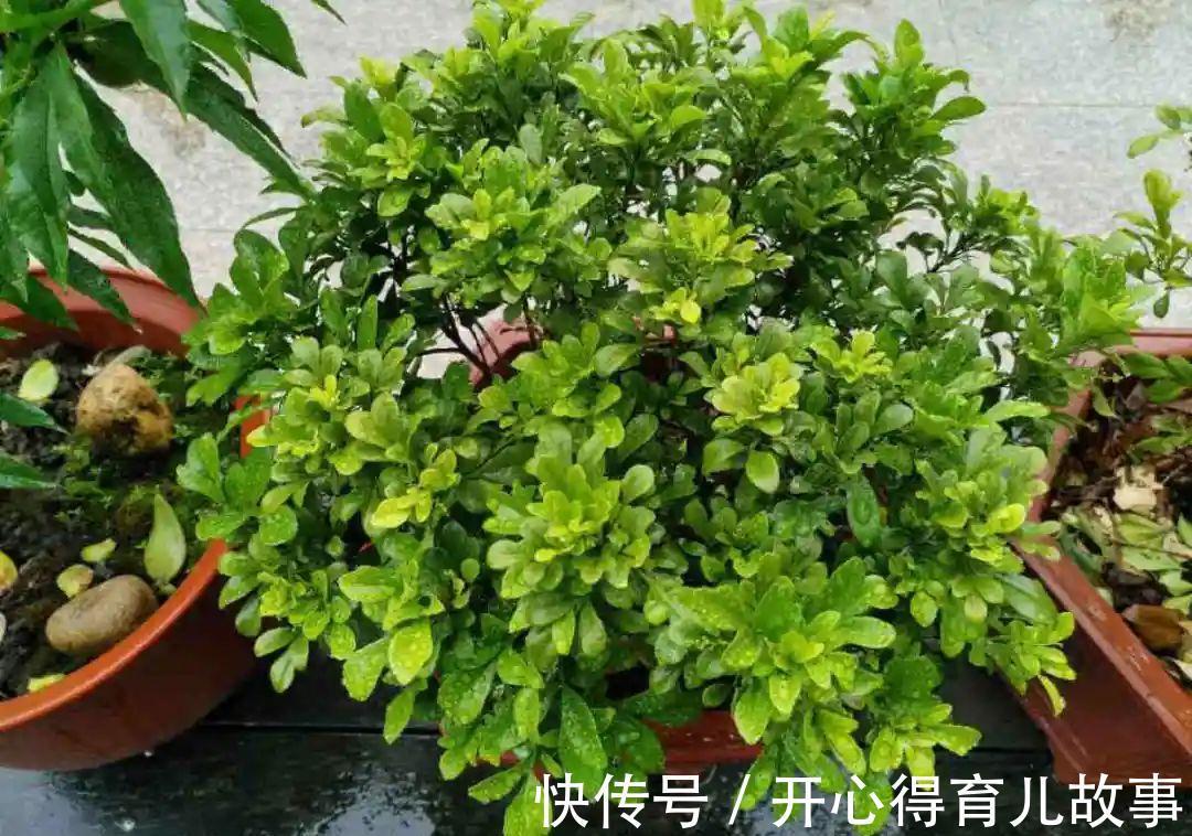 10种花，一降温就黄叶，赶紧换个地方养