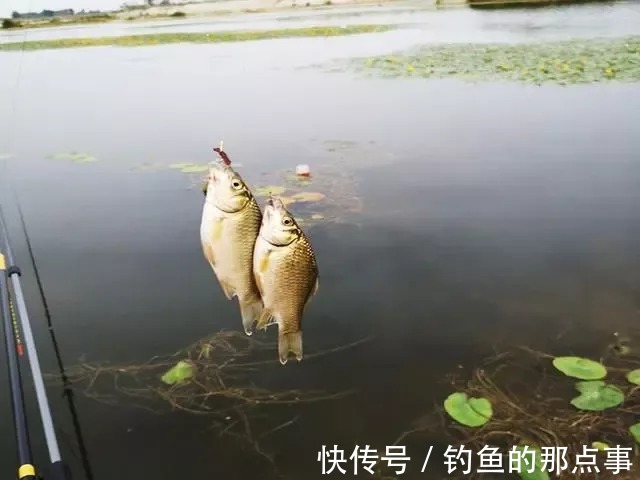 冬钓时单开蓝鲫还有用吗?野钓亲测,蓝鲫加上这两种效果更佳