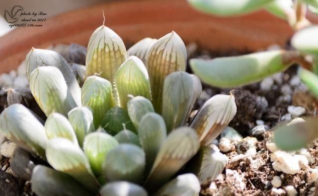 半阴或者|养这5种多肉,别总让晒太阳,晒的越多损失越大