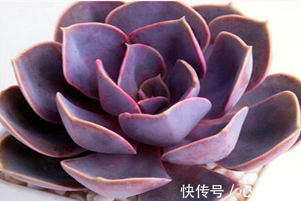 叶新|长期养多肉黑王子,总结养护“5步走”,叶片黑亮,轻松爆盆