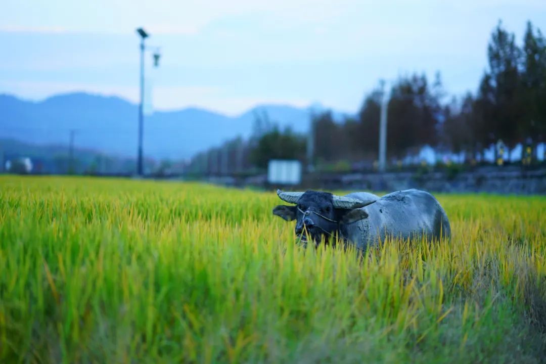 徽派|一座搬来的古村，20余栋几近坍塌的徽派民居，拼成了黟县画里乡村