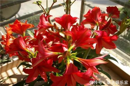 朱顶红|朱顶红开花少老花匠只用“3招”,10天就“爆盆”,花团锦簇