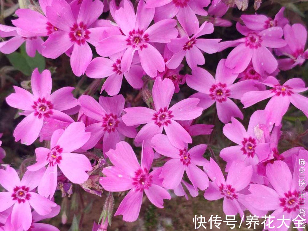 50种花春天播种,长满小院子,能开一整年