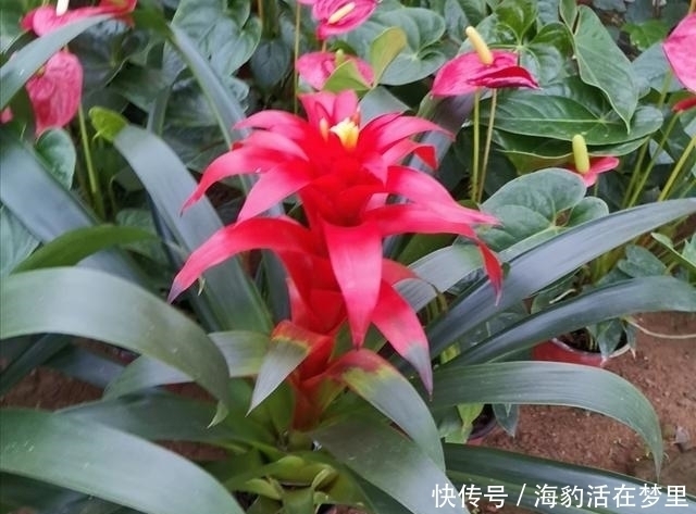 金钱树|春节什么花值得买,6种寓意吉祥、财运亨通的花卉,新年养上一盆