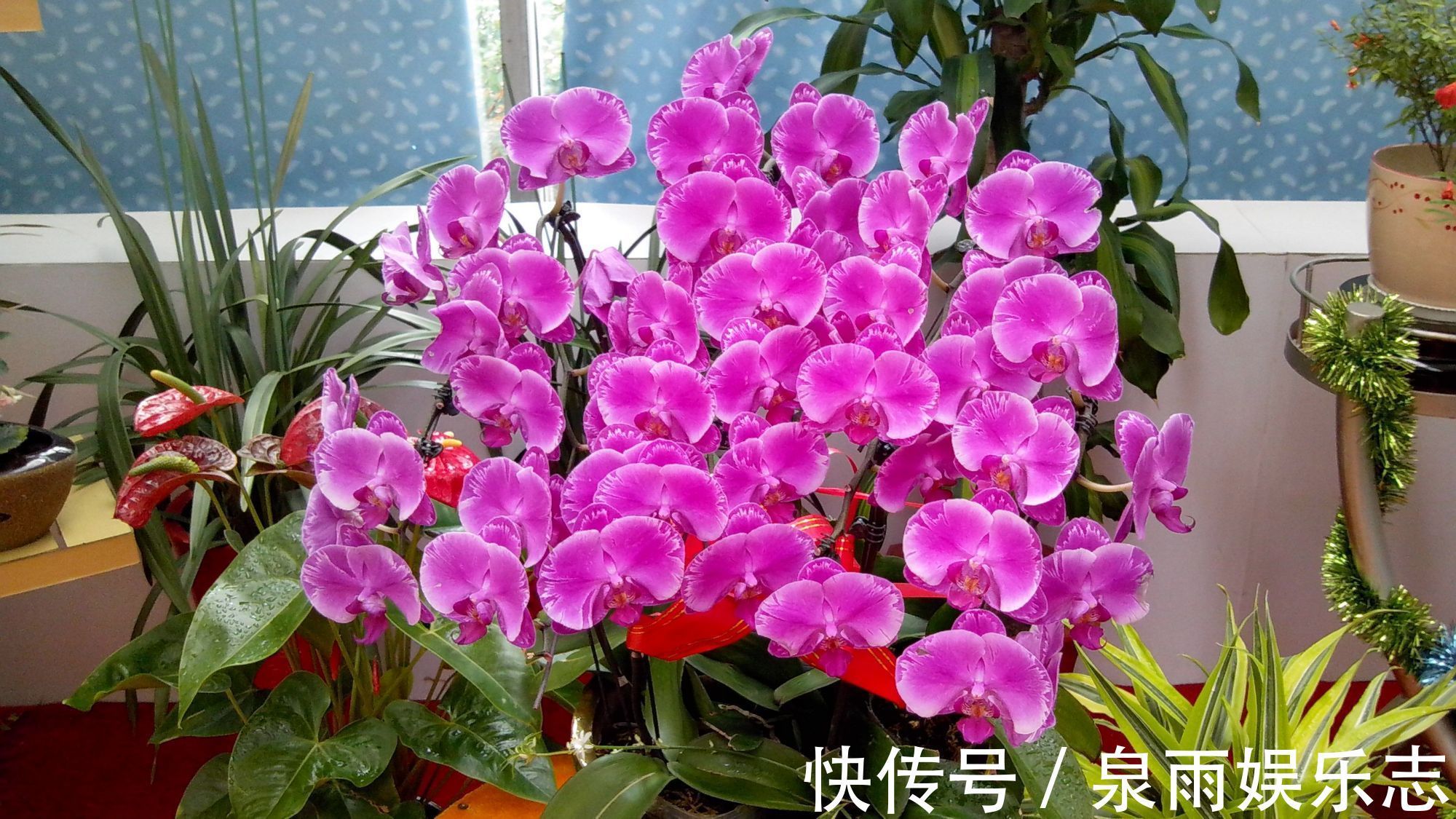 黄叶|家里养6种花,把水浇得勤快了,容易烂根、黄叶,需要当心