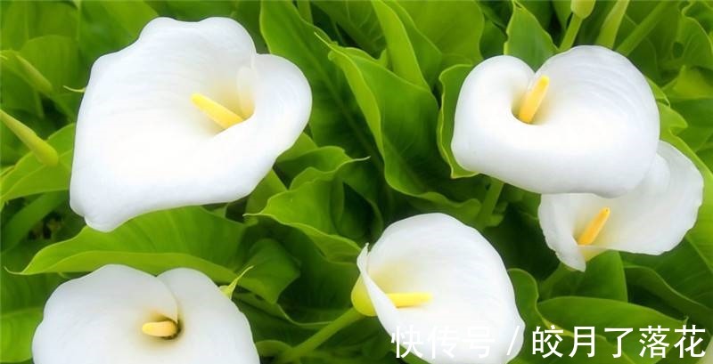 波斯菊|养花试试这几款,从春季到冬季,几乎开花不停歇!