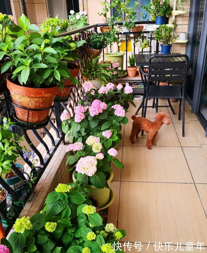 冬日室内盆栽绣球花，记不住这4点要求算白干