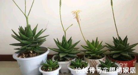 秋天养芦荟,4个小技巧,花箭一米高,冒芽20多,又壮又肥