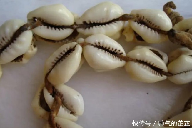 货币|古代贝壳当货币,为什么穷人不去多捡点,让自己变得富有
