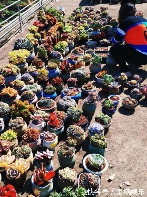 遇见,是一生!遇见多肉,是我的余生和全部!