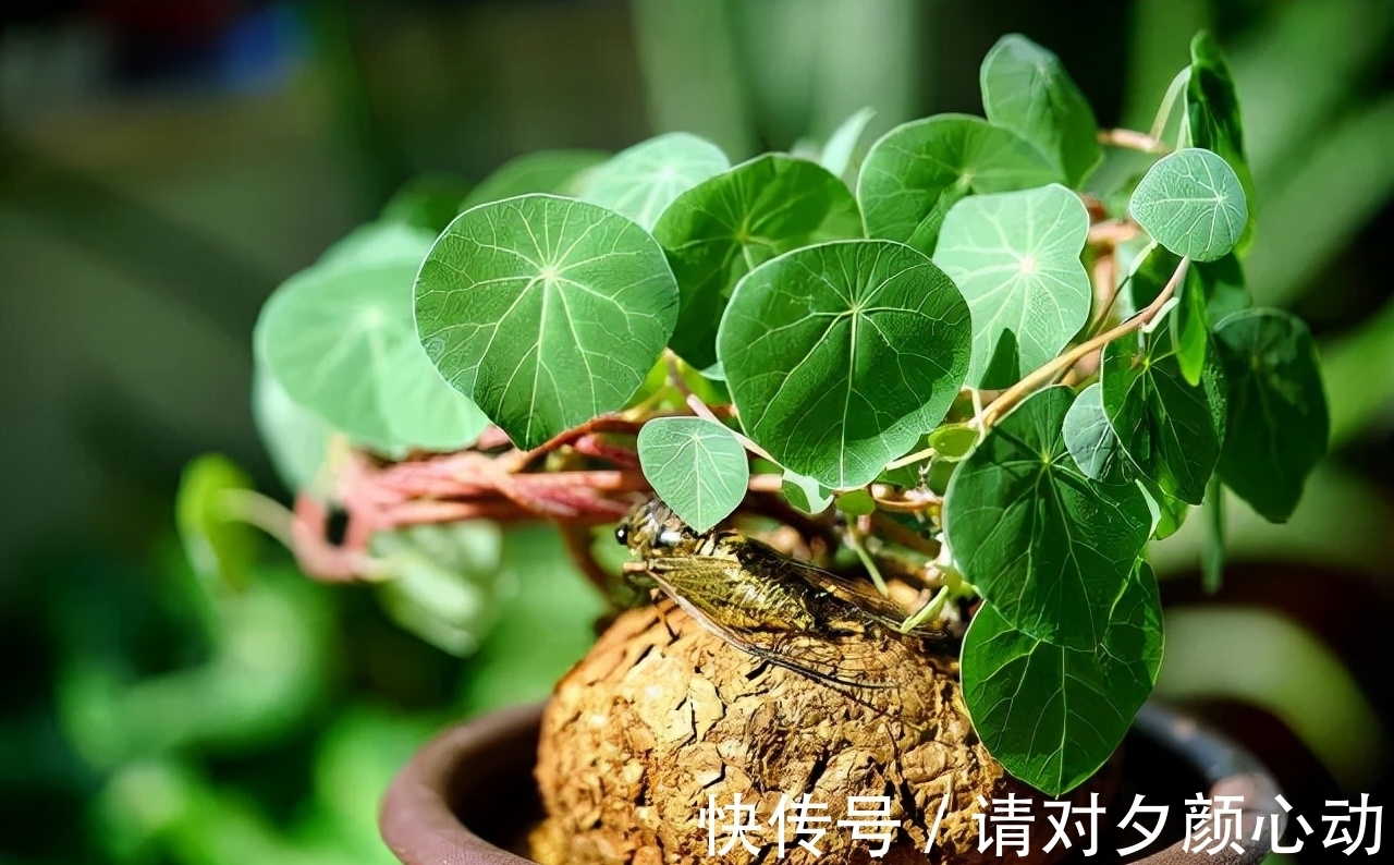 9种养不死的花，绿萝只能排最后，再养不活就剁手吧