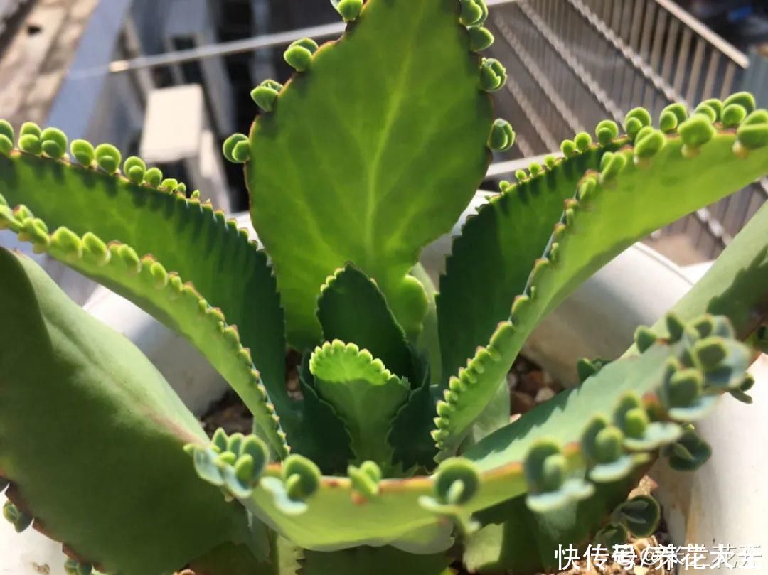金银花|养到烦人的花，盆都不够用，扔掉还很心疼