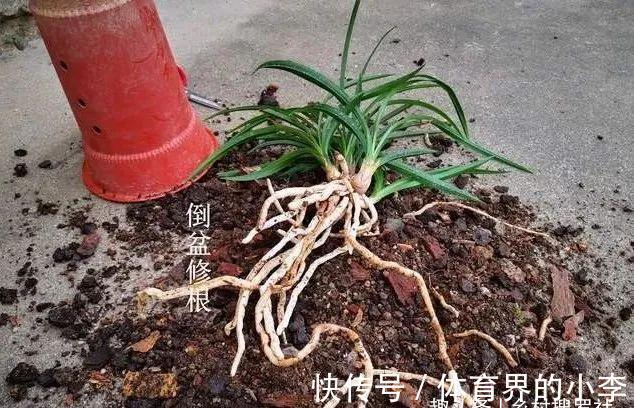 立冬到了,兰花还能淋雨吗?兰友说:这3种兰花千万不要淋雨