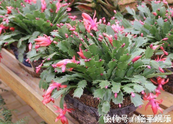 施肥|现在是蟹爪兰打花苞的“关键期”,不能做3件事,不然引起落花苞