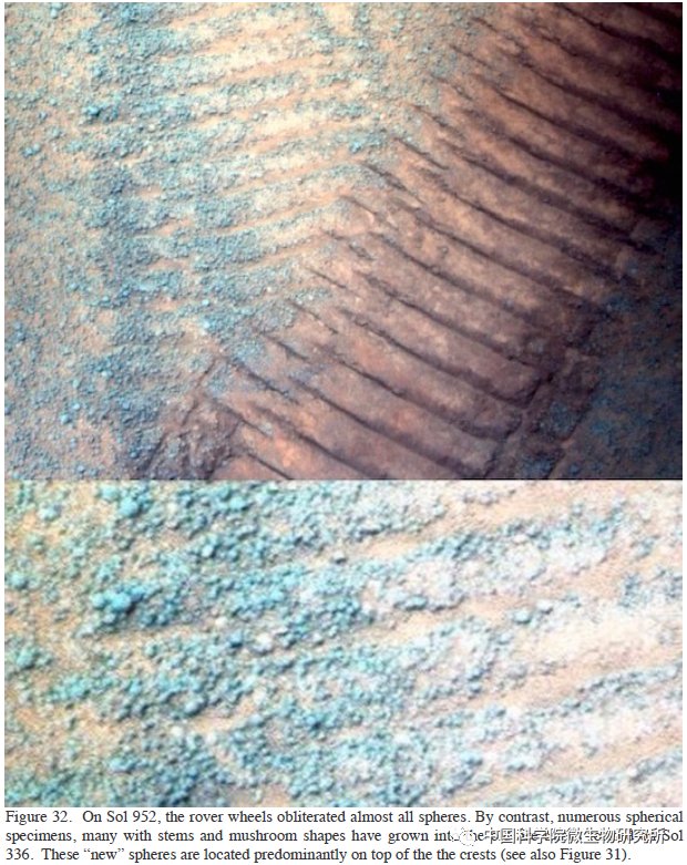 非生物 火星上存在真菌吗？