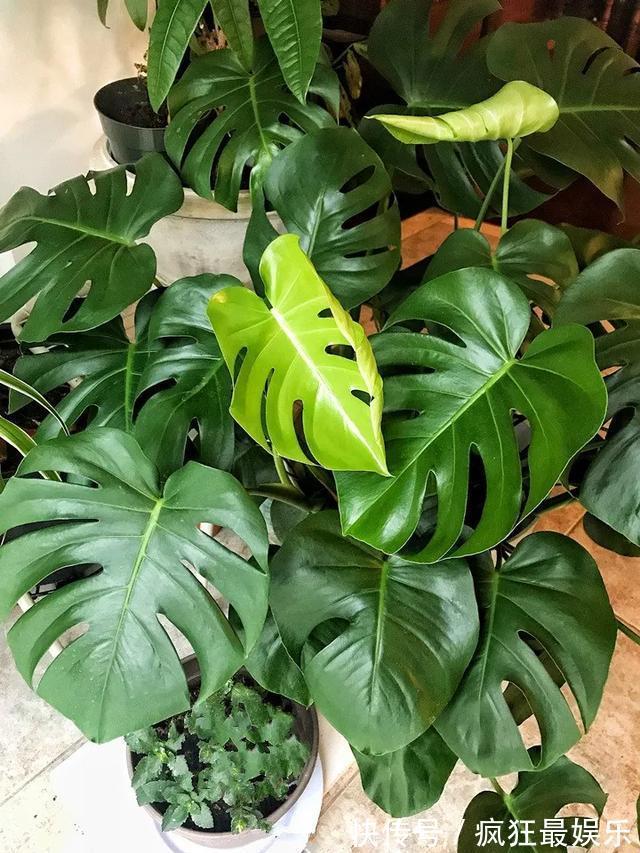 室内盆栽6种耐阴花，高端上档次，叶子越长越大！