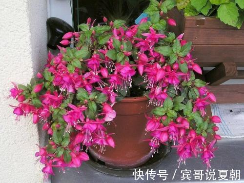 推荐8款小草花,普普通通开花美,是阳台盆栽的“颜值担当”!