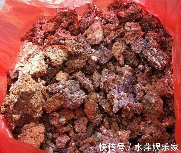 水仙瓣|8种兰花,最适合新手养,好活好开花关键还便宜!
