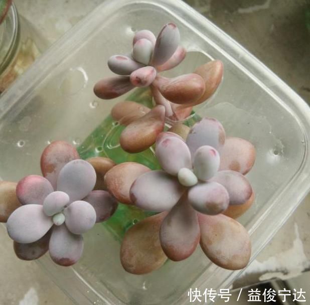 多肉丢水里好度夏,叶子疯狂吸水,几天就变胖了