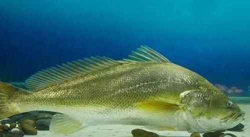 昂贵|全世界“最昂贵”的4种海鲜,中国有一种鱼上榜,很多人未见过