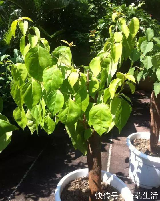 壮根|三角梅养不好?3种肥料不能少,一种促花,一种绿叶,一种壮根