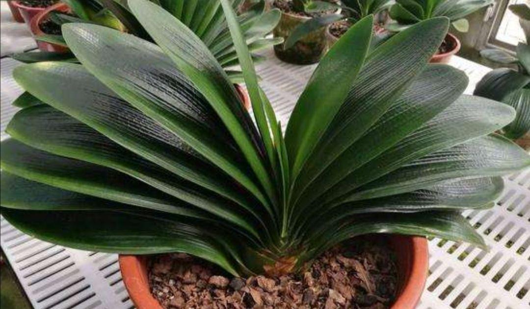 养花,大蒜的味道刺激对于一些小昆虫来说,它就像毒药