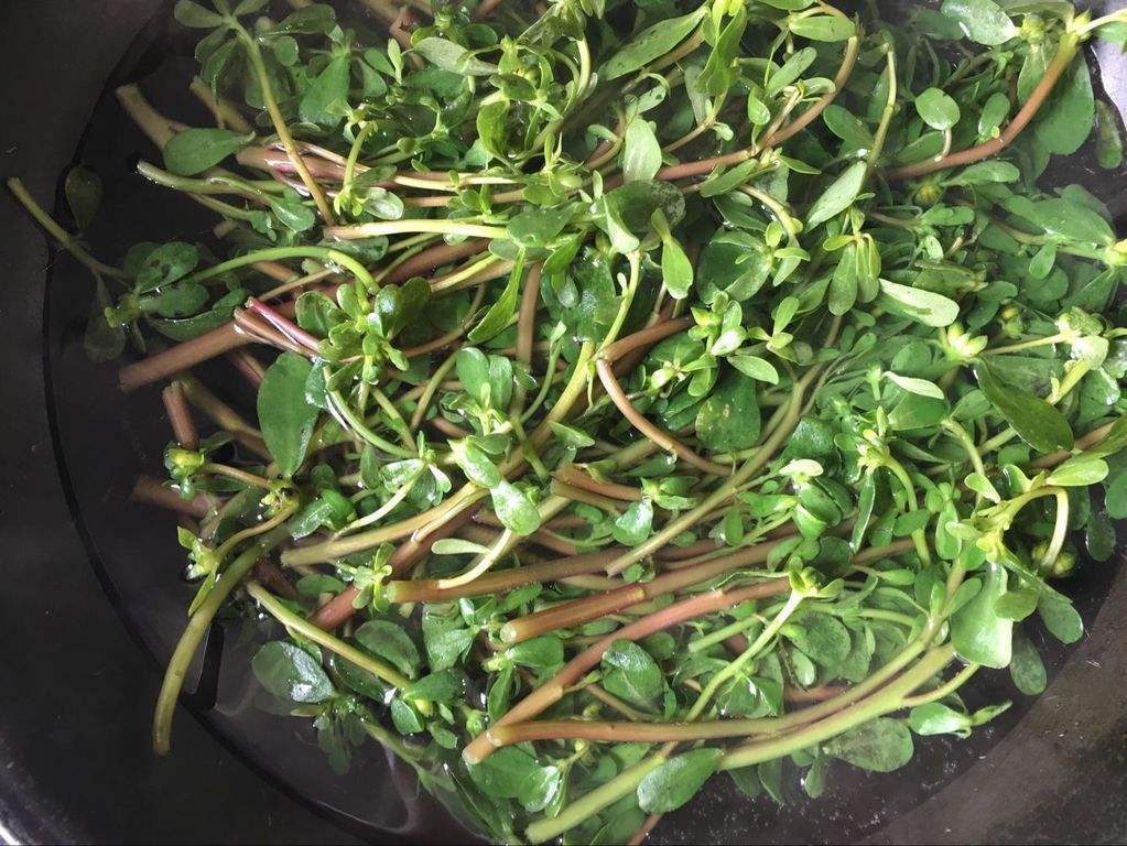 马齿苋|七旬老人吃了盘长寿菜,引发肾病,3种蔬菜自带毒素,吃前应注意